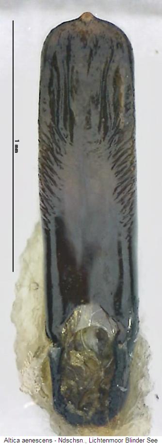 altica_aenescens.jpg