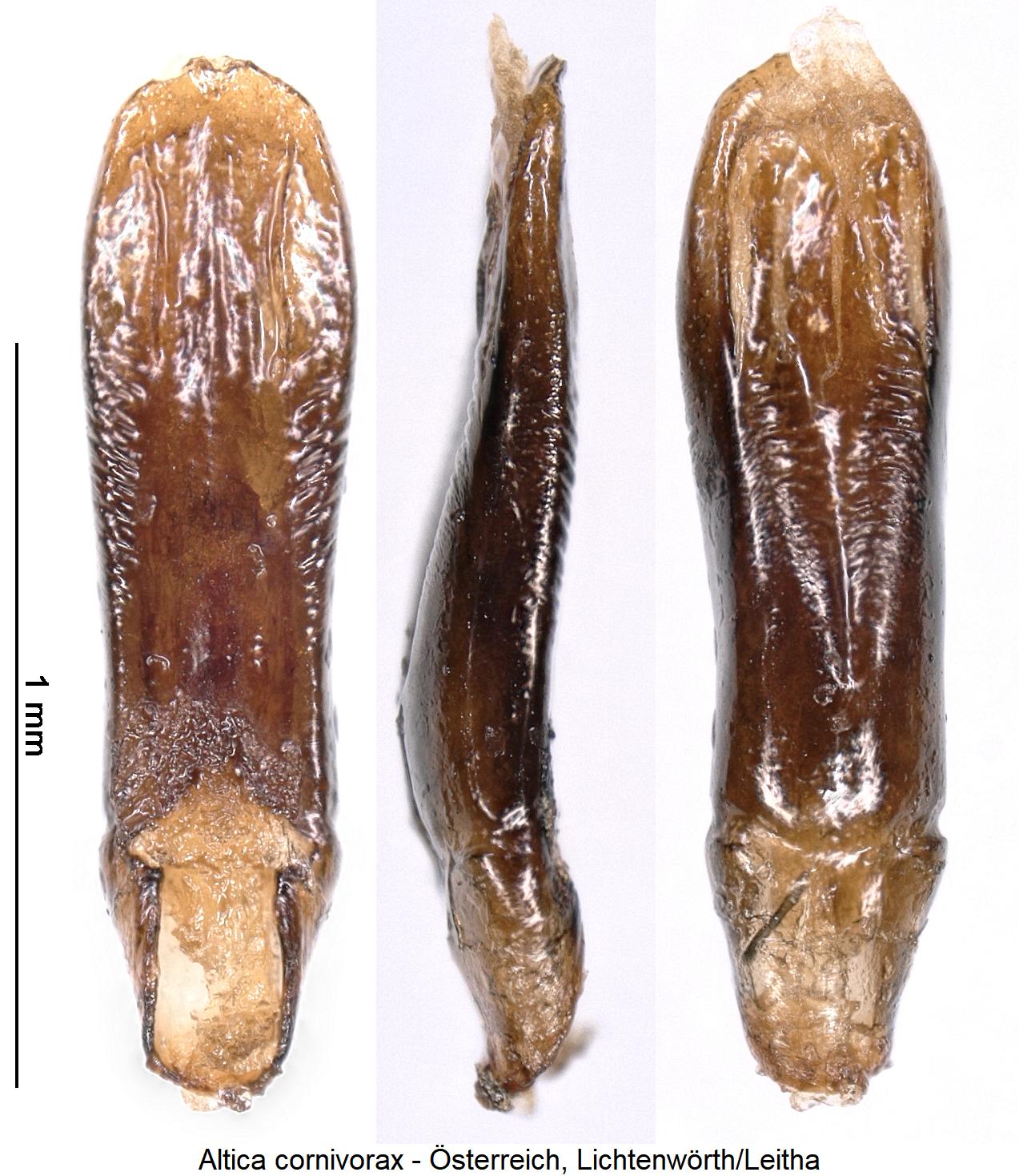 altica_cornivorax.jpg