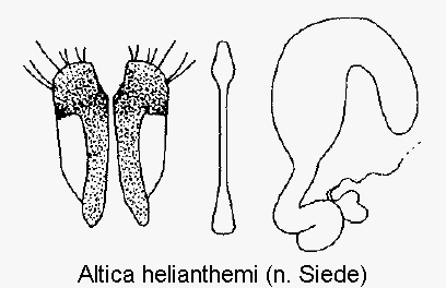 altica_helianthemi_sperm.gif