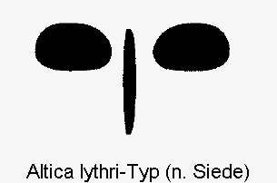 altica_lythri-typ2.gif