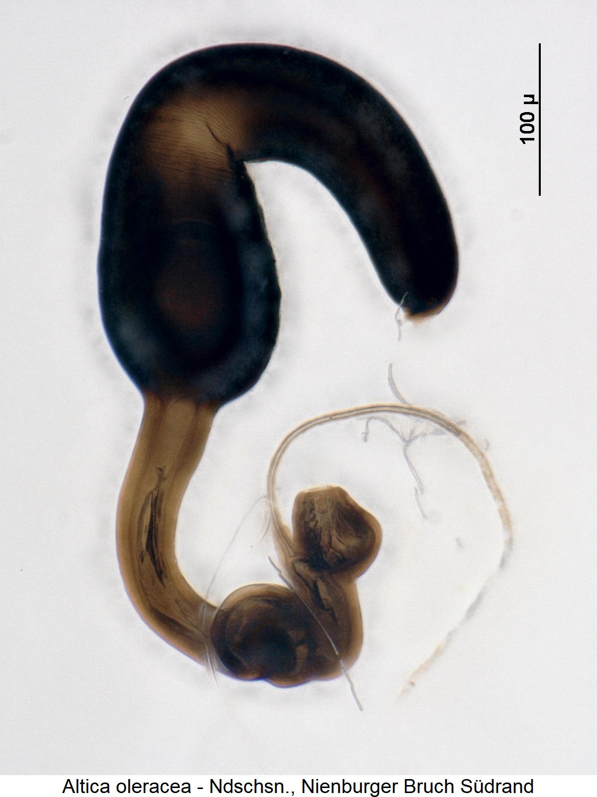 altica_oleracea_sperm.jpg