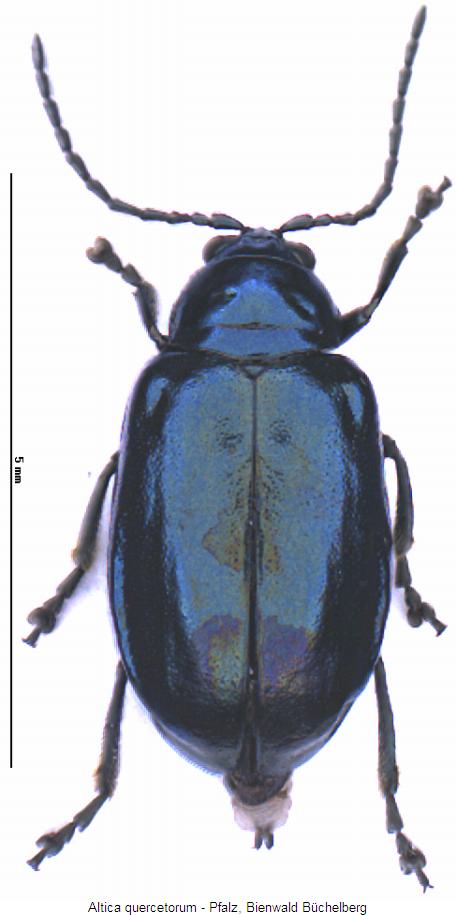 altica_quercetorum_hab.jpg