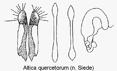 altica_quercetorum_sperm.gif
