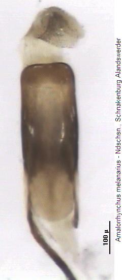 amalorrhynchus_melanarius.jpg