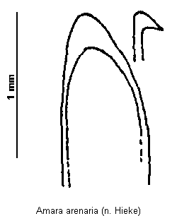 amara_arenaria.gif