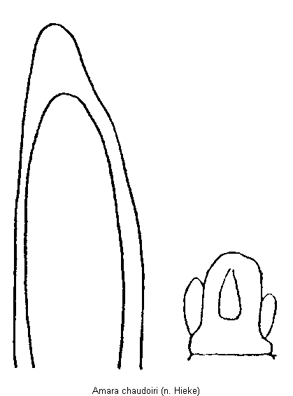 amara_chaudoiri.gif