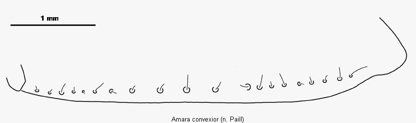 amara_convexior_srd.gif