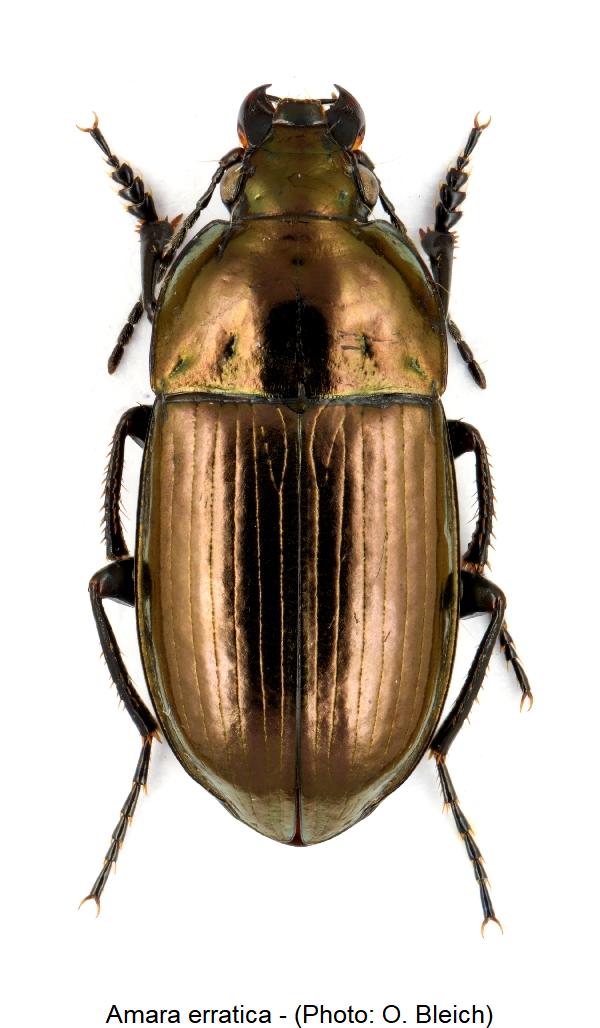 amara_erratica_hab.jpg