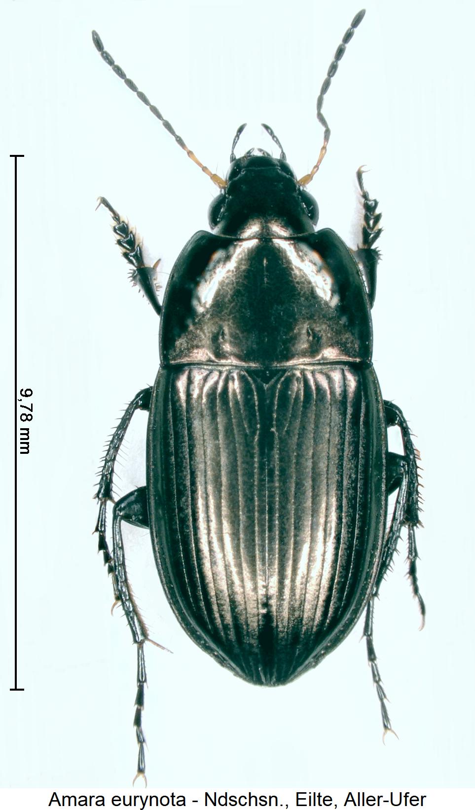 amara_eurynota_hab.jpg