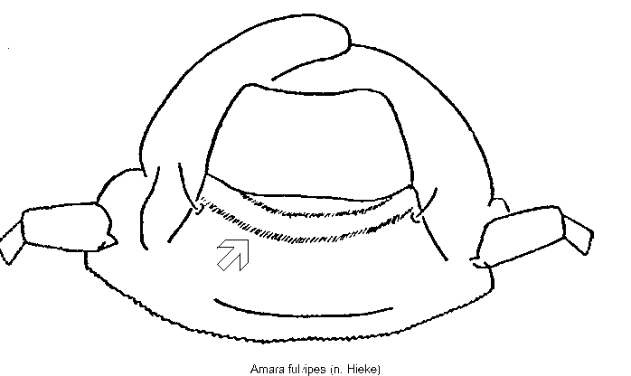 amara_fulvipes_k.gif