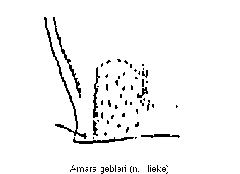 amara_gebleri_hsch.gif