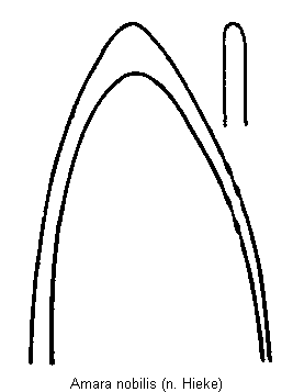 amara_nobilis.gif
