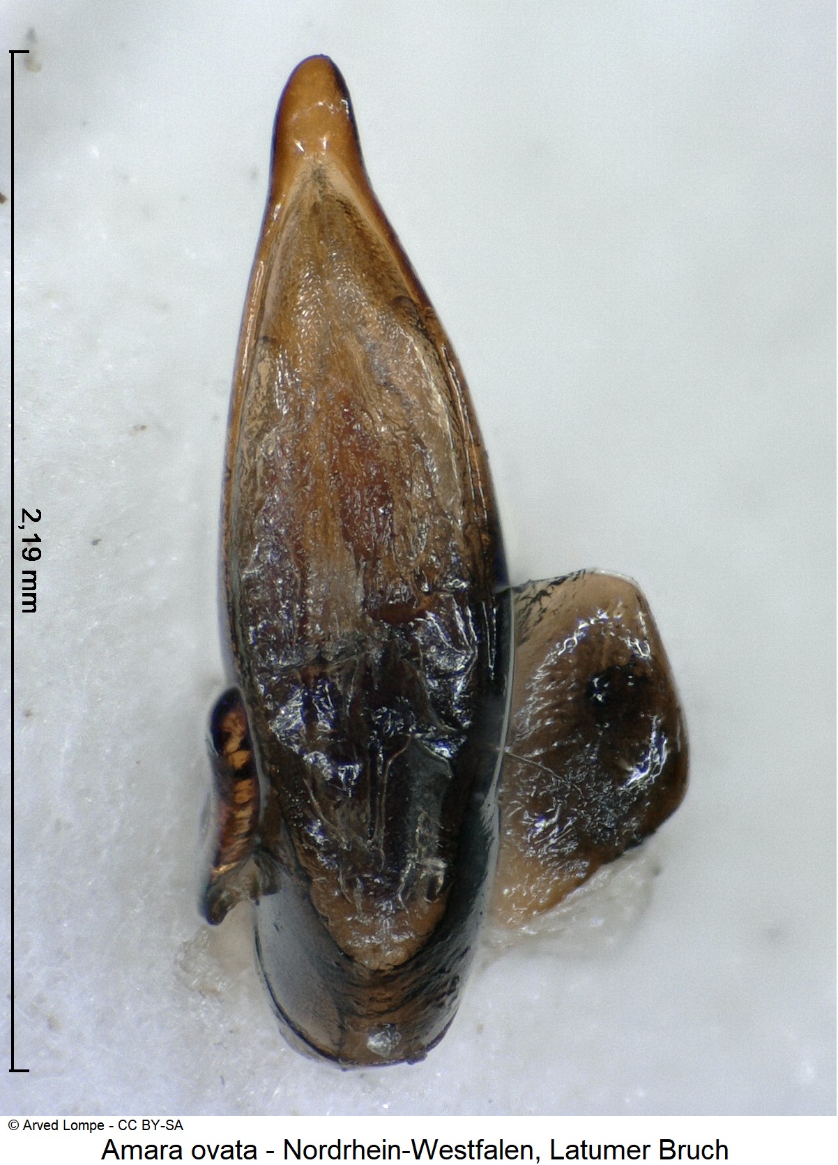 amara_ovata_ck36875920.jpg