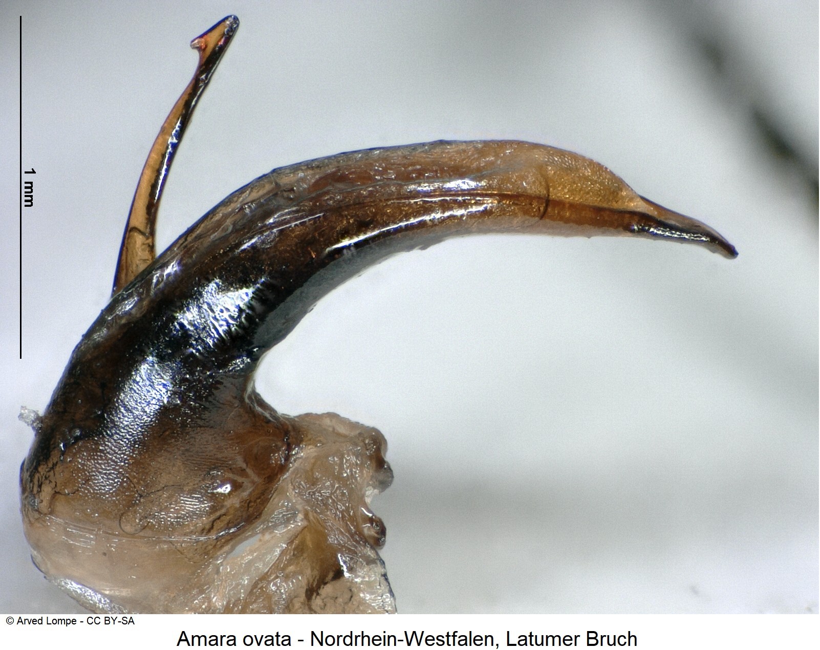 amara_ovata_ck36875920_pm.jpg