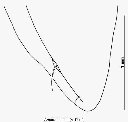 amara_pulpani_fld.gif