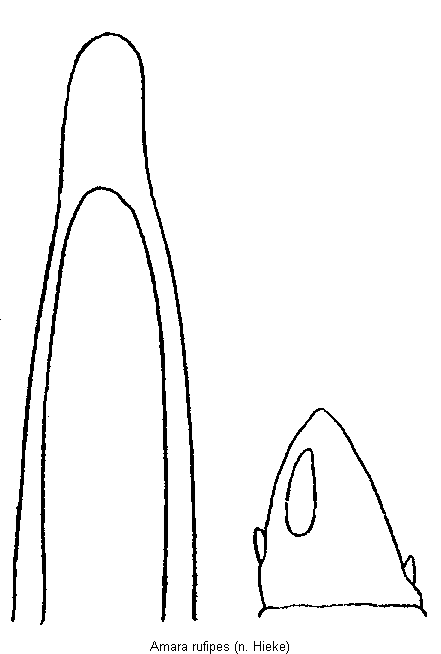 amara_rufipes.gif