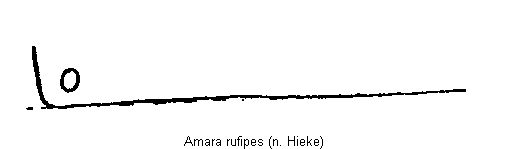 amara_rufipes_hhwi.gif
