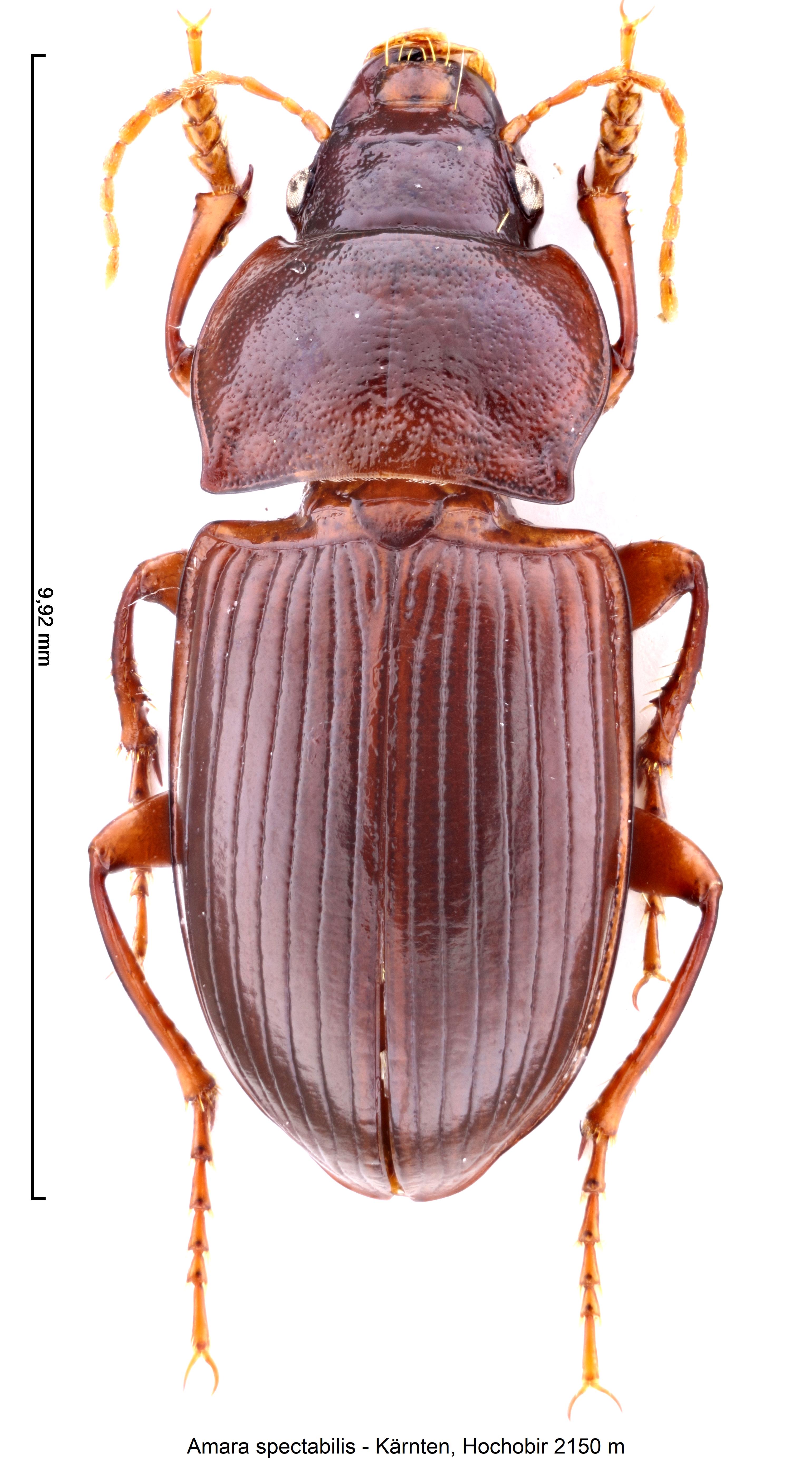 amara_spectabilis_hab.jpg