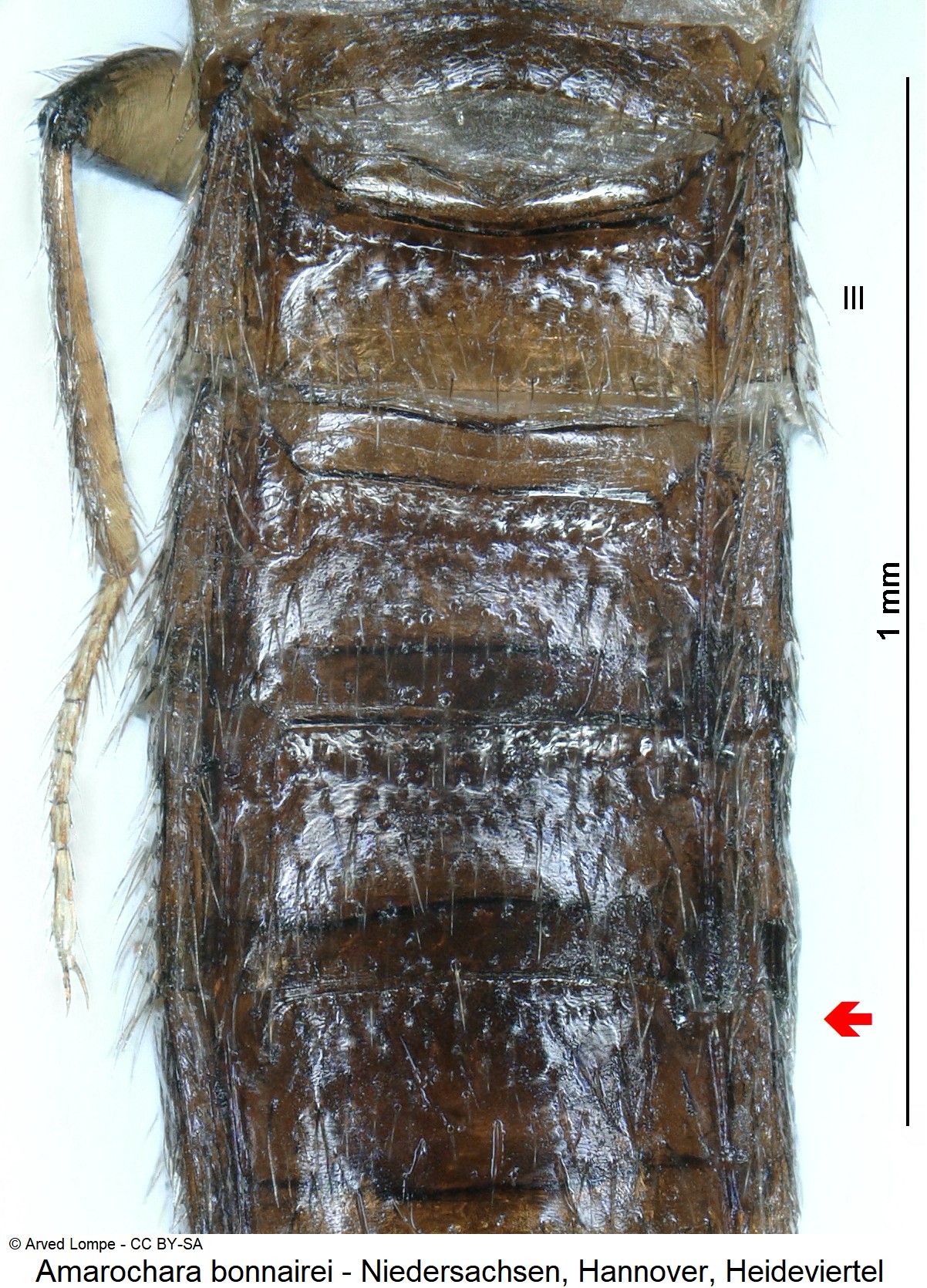 amarochara_bonnairei_ck37996675_hlb.jpg