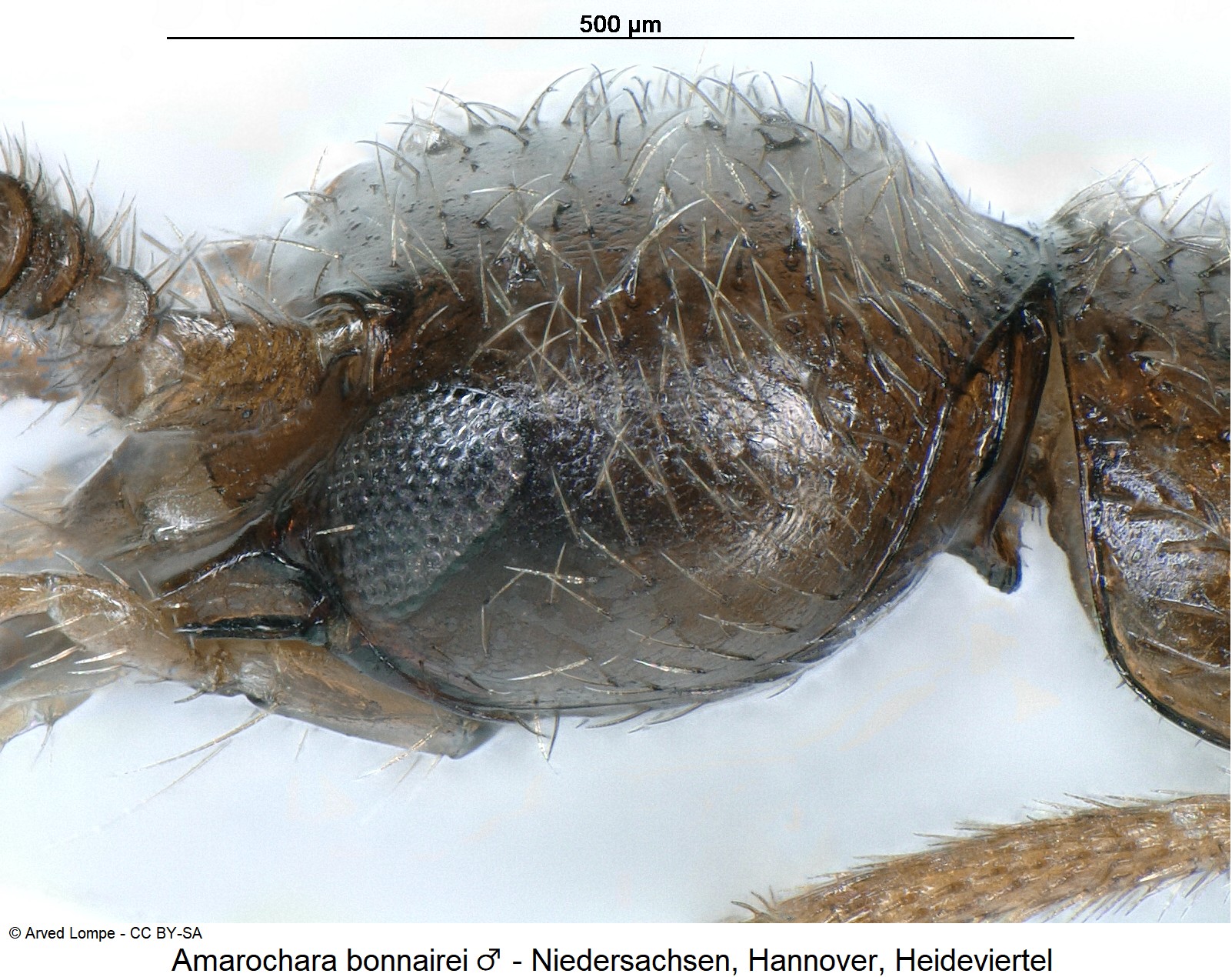 amarochara_bonnairei_m_k_sa.jpg