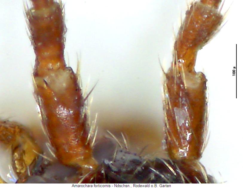 amarochara_forticornis_fbasis.jpg