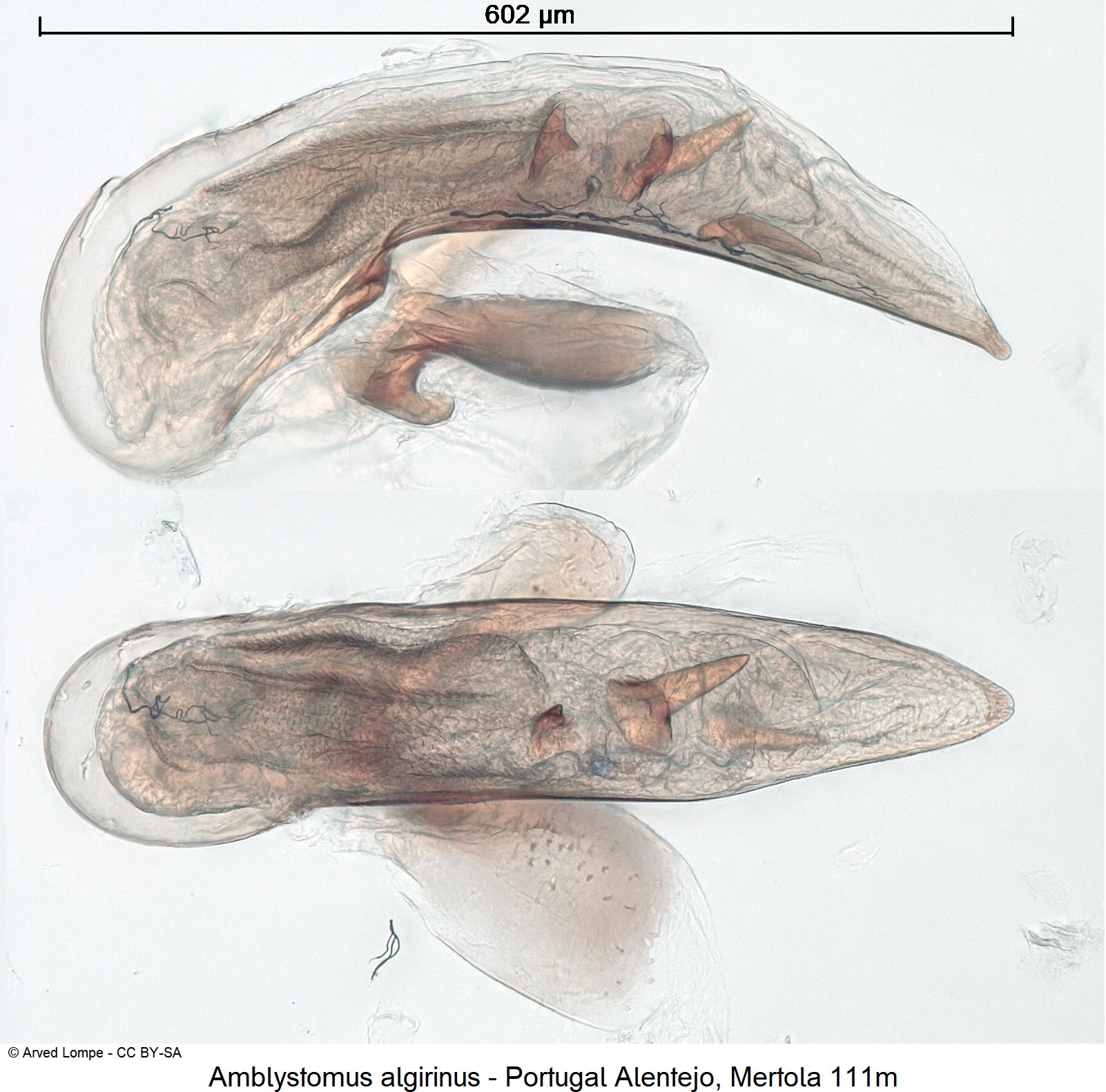 amblystomus_algirinus_ck18937-1.jpg