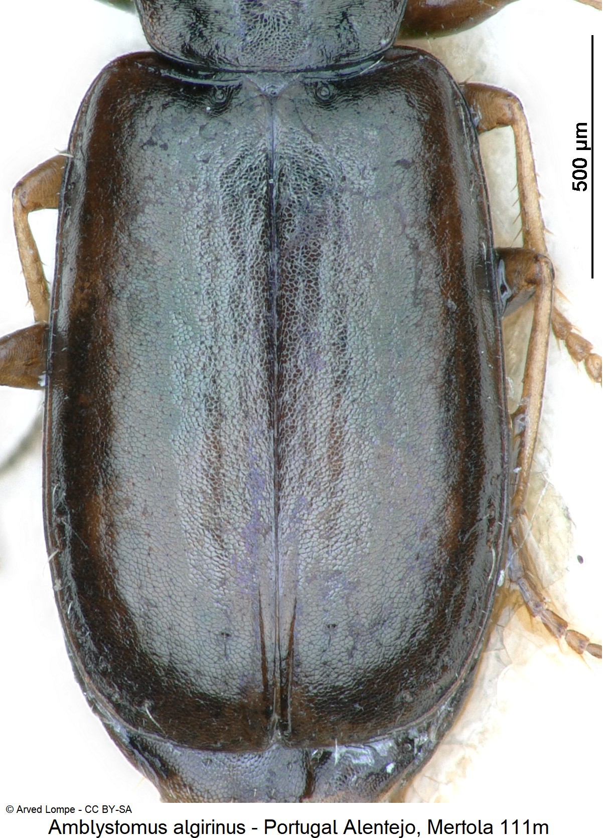 amblystomus_algirinus_ck18937_fld.jpg
