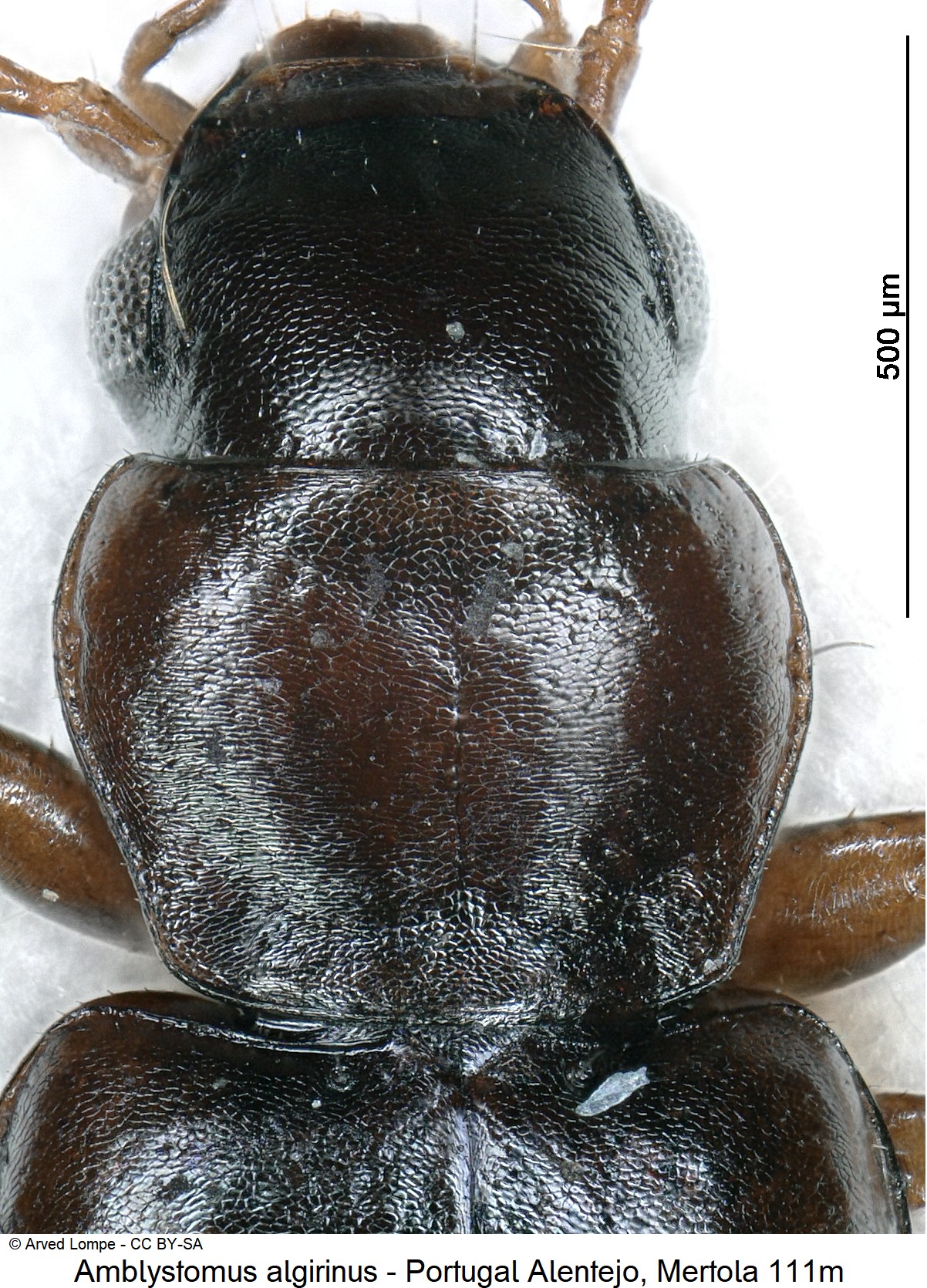 amblystomus_algirinus_ck18937_vk.jpg