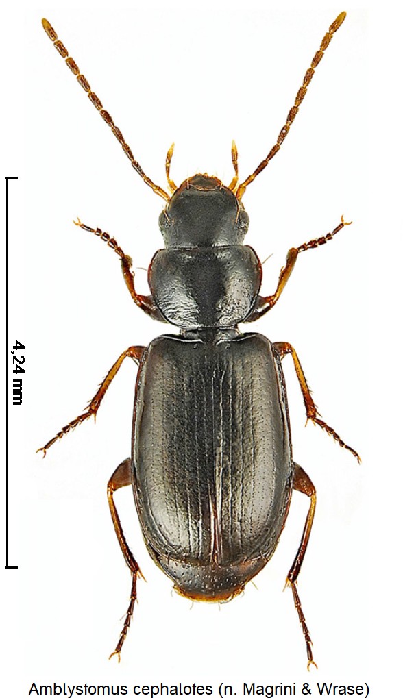 amblystomus_cephalotes_hab.jpg
