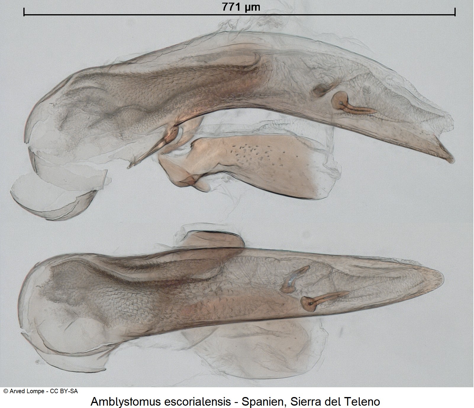 amblystomus_escorialensis_ck18560.jpg