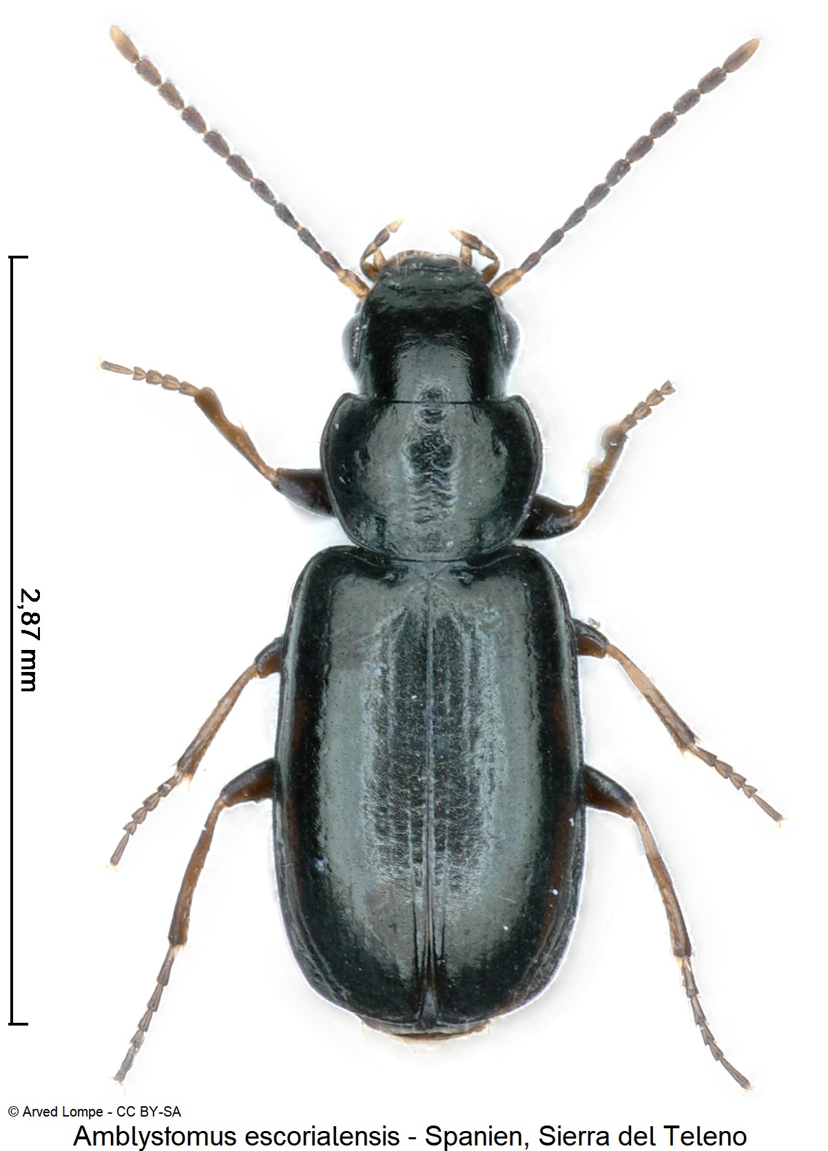 amblystomus_escorialensis_ck18560_hab.jpg