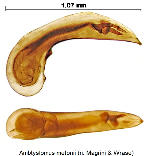 amblystomus_melonii.jpg