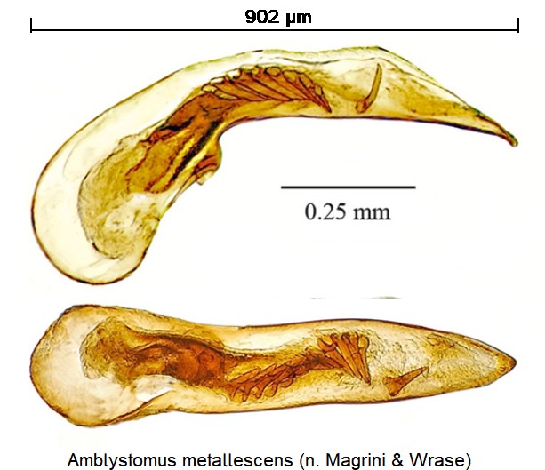 amblystomus_metallescens-1.jpg