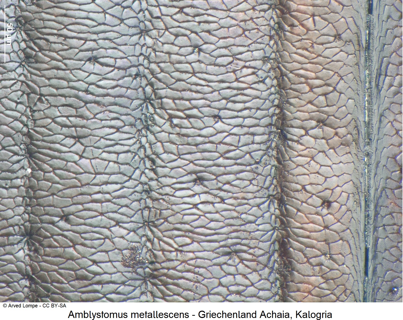 amblystomus_metallescens_ck16997672_fld_ms.jpg