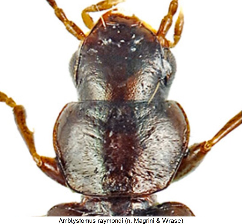 amblystomus_raymondi_vk.jpg