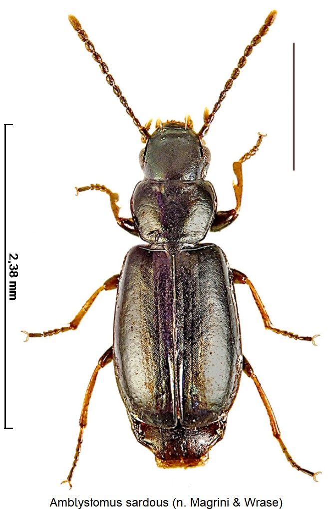 amblystomus_sardous_hab.jpg