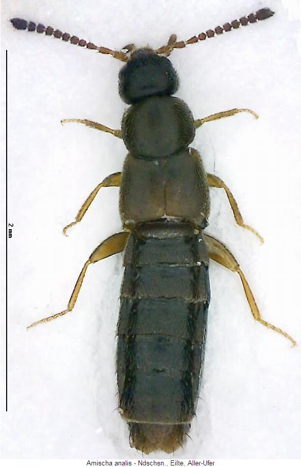 amischa_analis2_hab.jpg