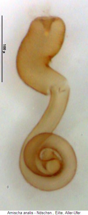 amischa_analis2_sperm.jpg
