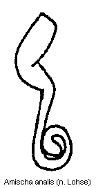 amischa_analis_sperm.gif