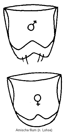 amischa_filum_hlb.gif
