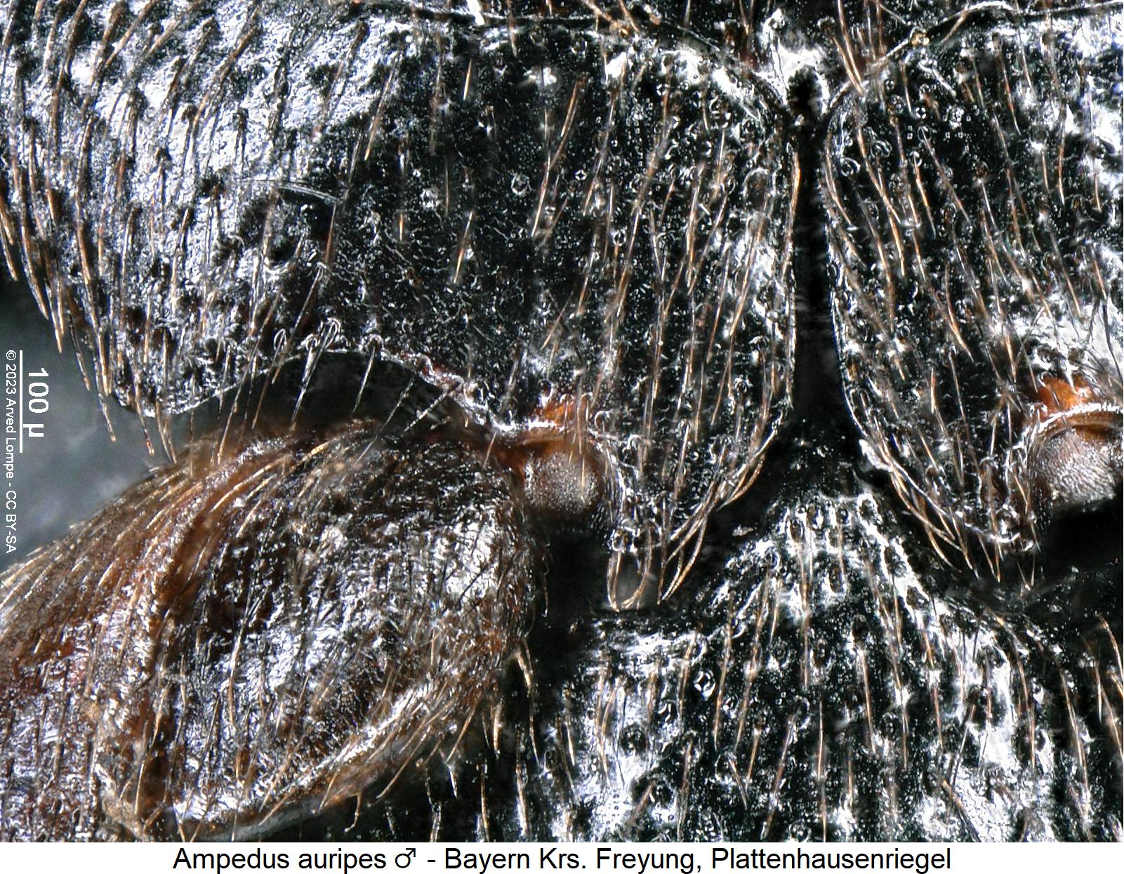 ampedus_auripes_m_hbr1.jpg