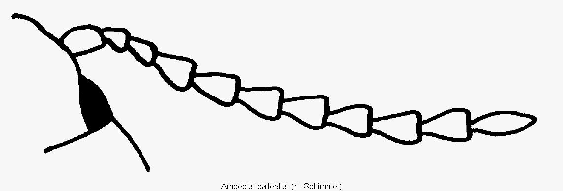 ampedus_balteatus_f.gif