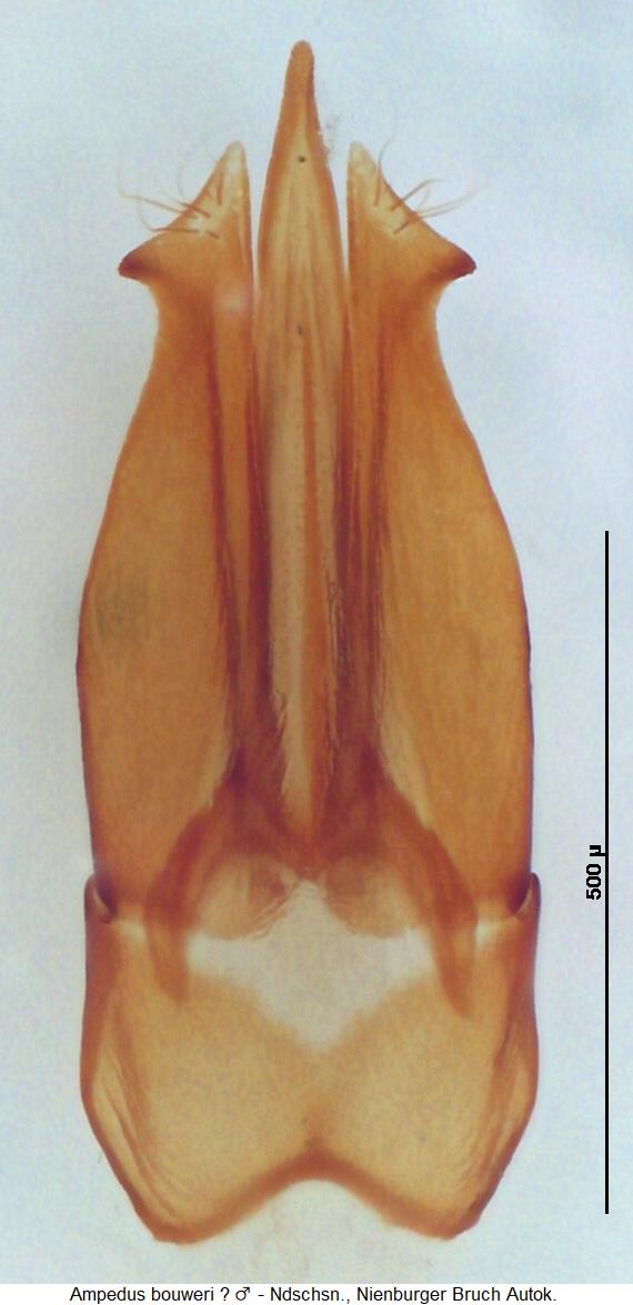 ampedus_bouweri.jpg