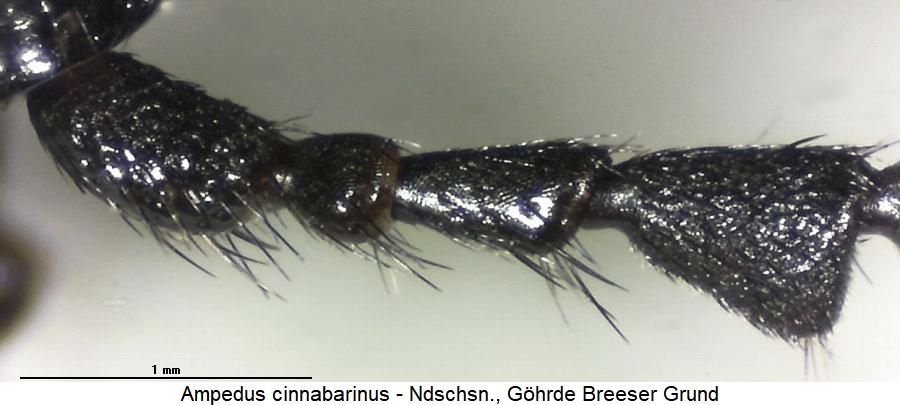ampedus_cinnabarinus_f.jpg
