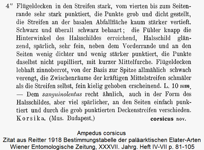 ampedus_corsicus_beschreibung.gif