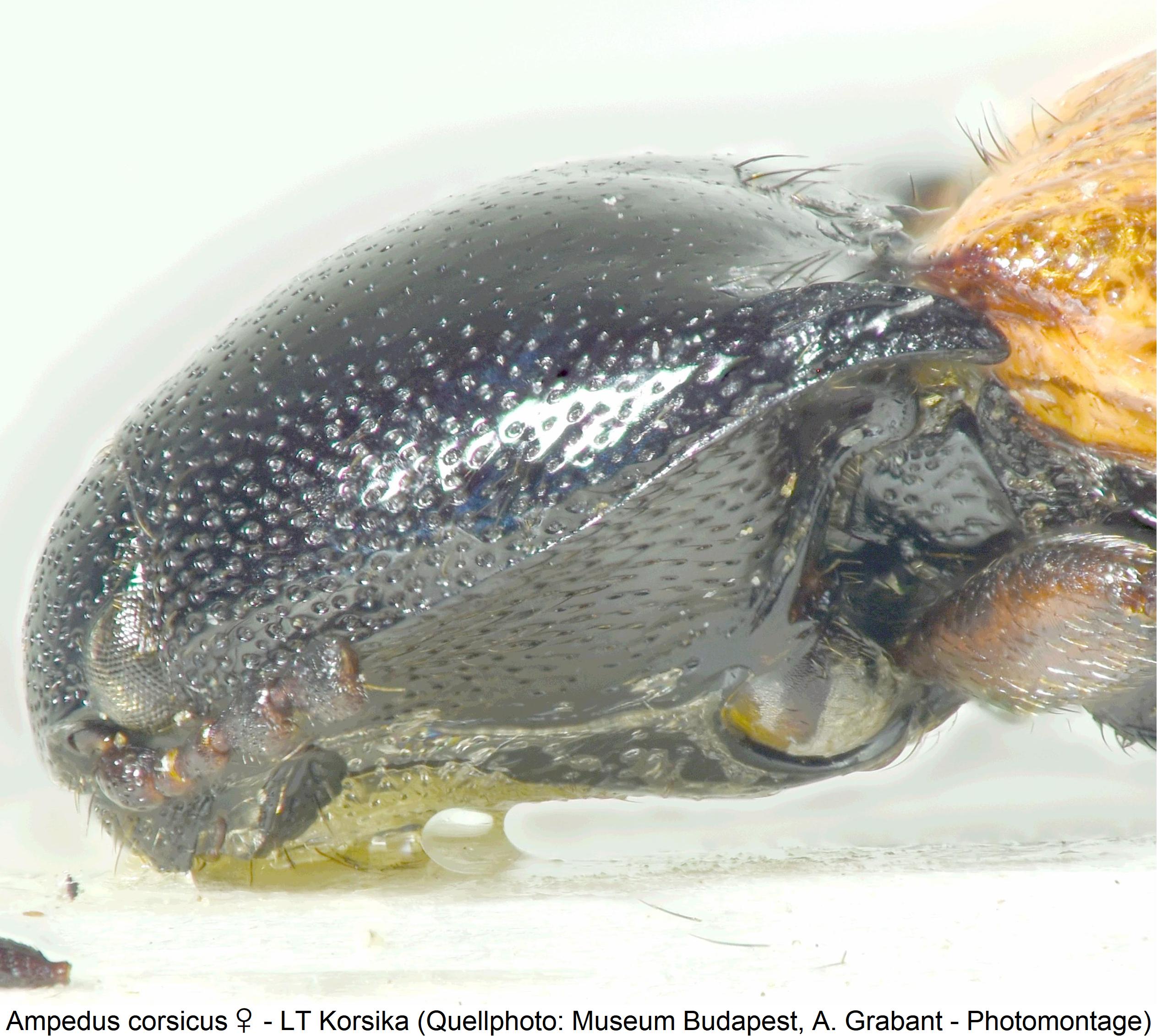 ampedus_corsicus_lp_hsch_sa.jpg
