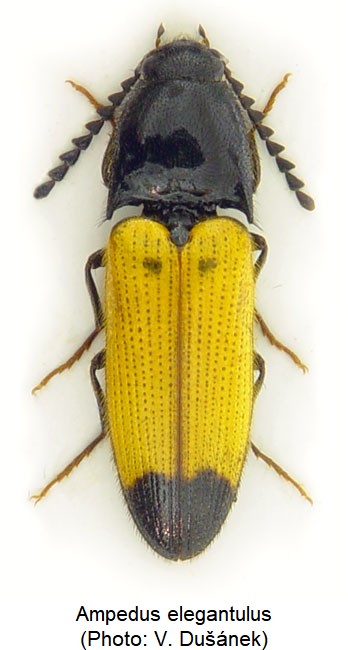 ampedus_elegantulus_hab1.jpg