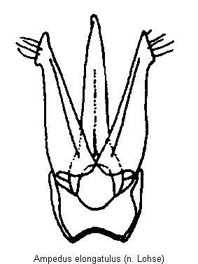 ampedus_elongatulus.gif
