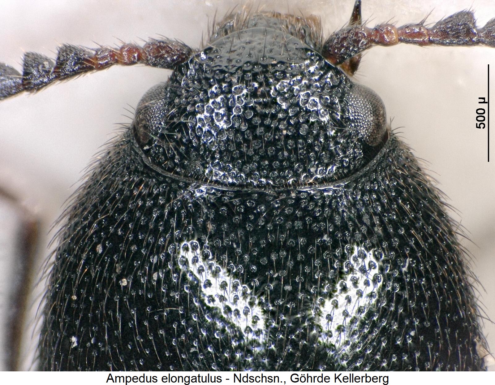 ampedus_elongatulus_hsch.jpg