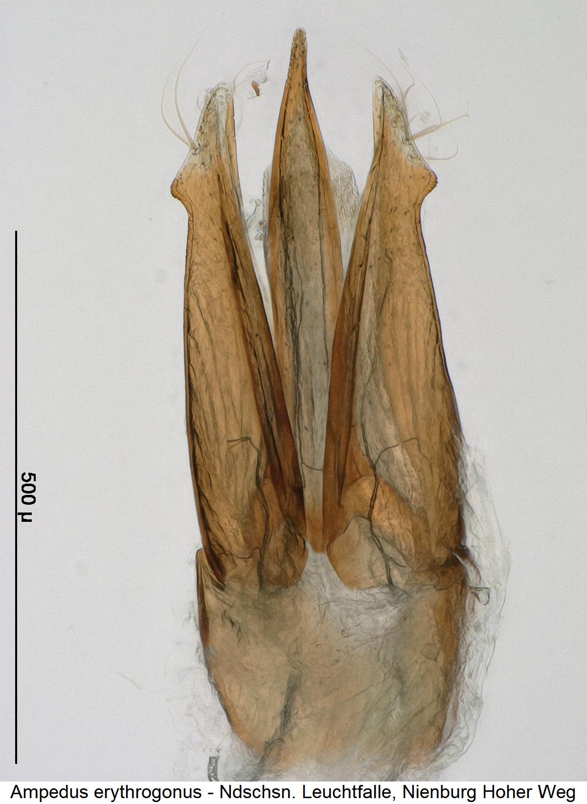 ampedus_erythrogonus.jpg